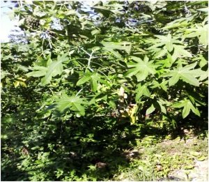 Castor Oil from the Oil Nut Tree is a Future Biofuel for Jamaica - 03-06-2016 LHDEER